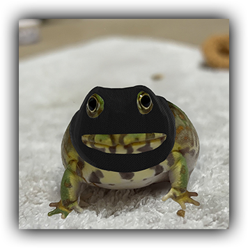 Frog 16