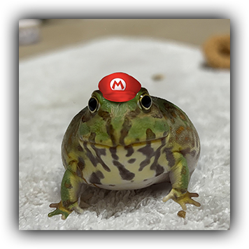 Frog 17